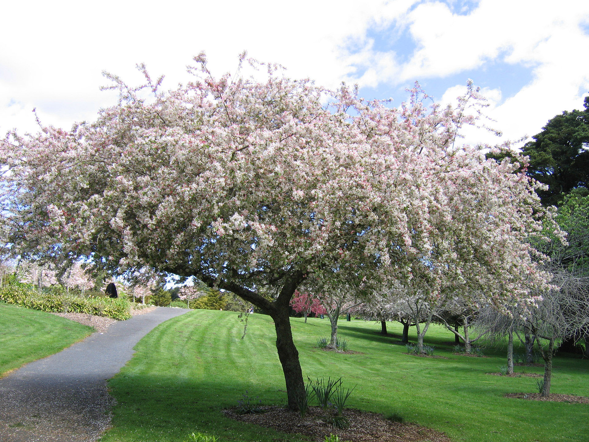 Malus floribunda